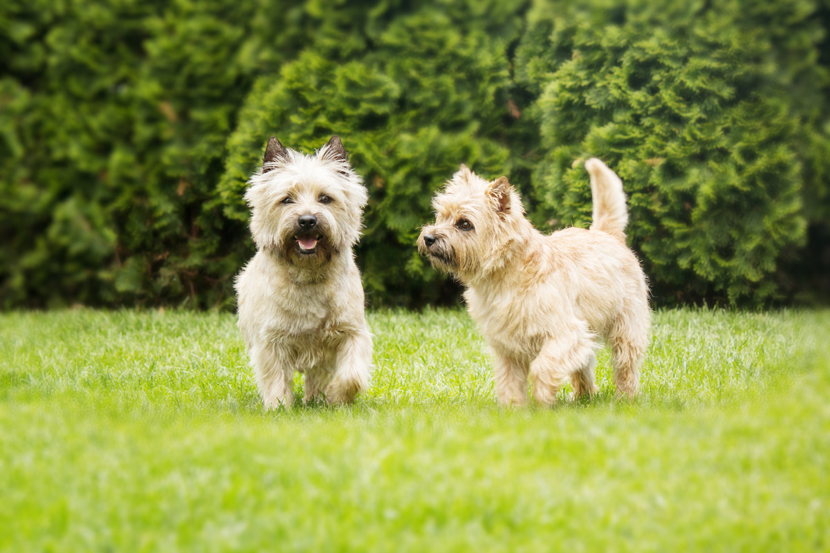 Photo de Cairn terrier prise par null
