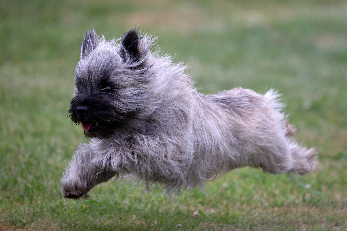 Photo de Cairn terrier prise par null