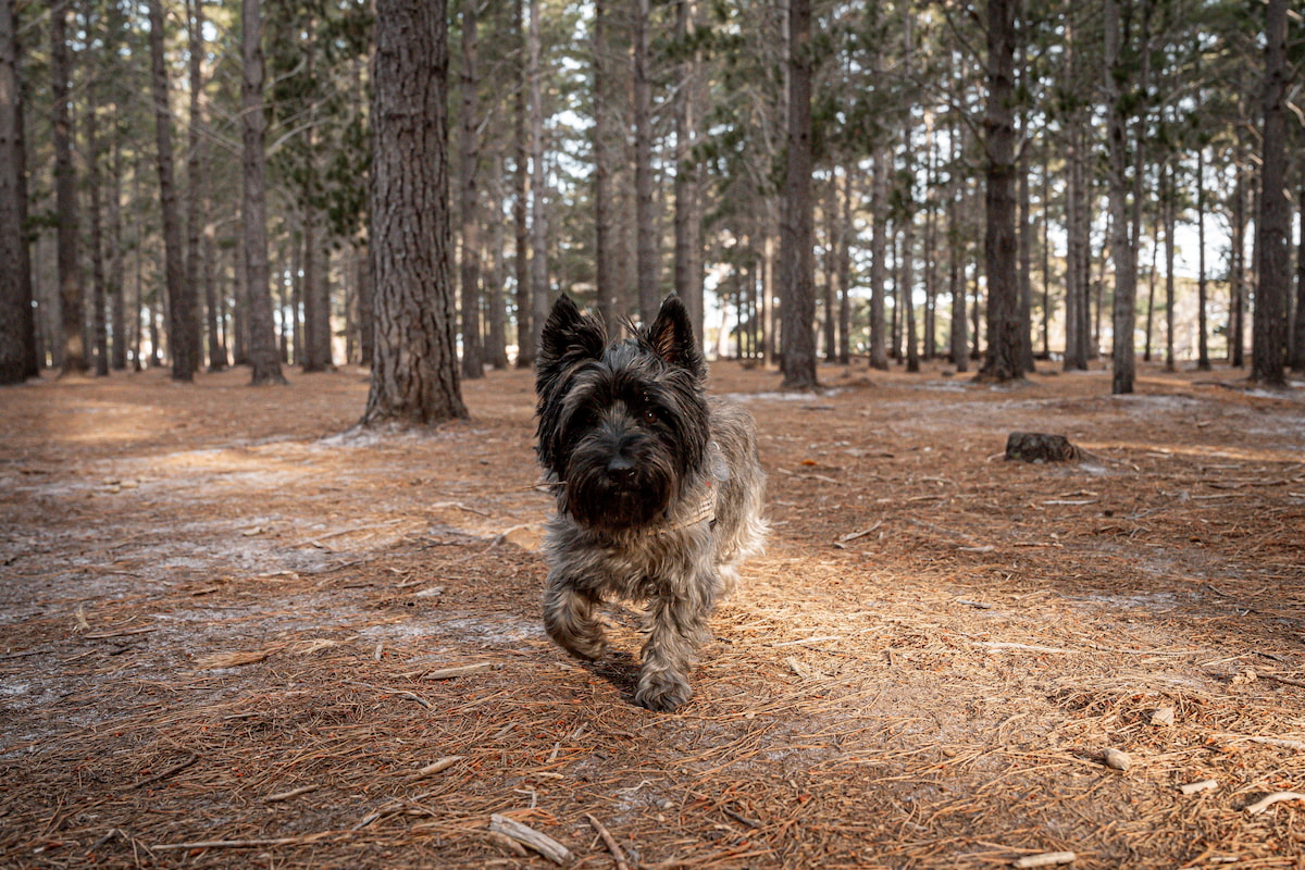 Photo de Cairn terrier prise par null