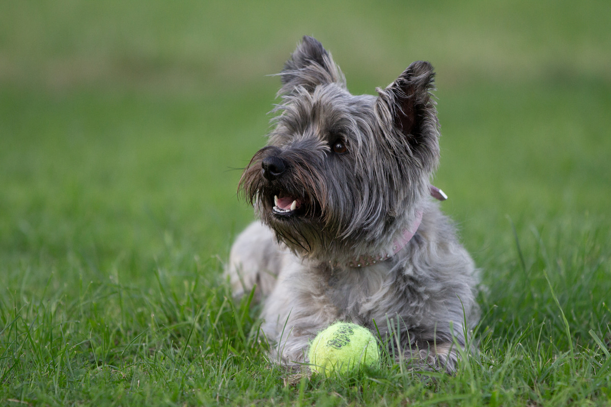 Photo de Cairn terrier prise par null