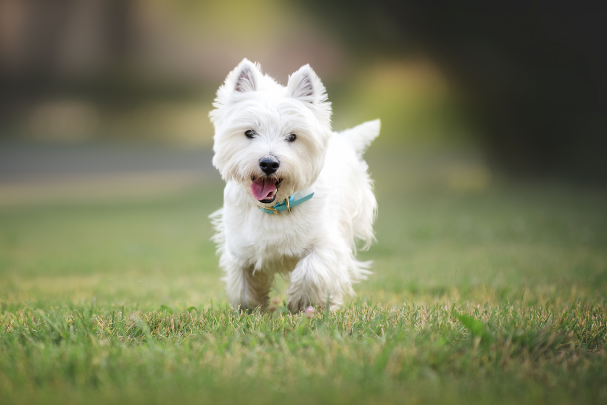Photo de West highland terrier