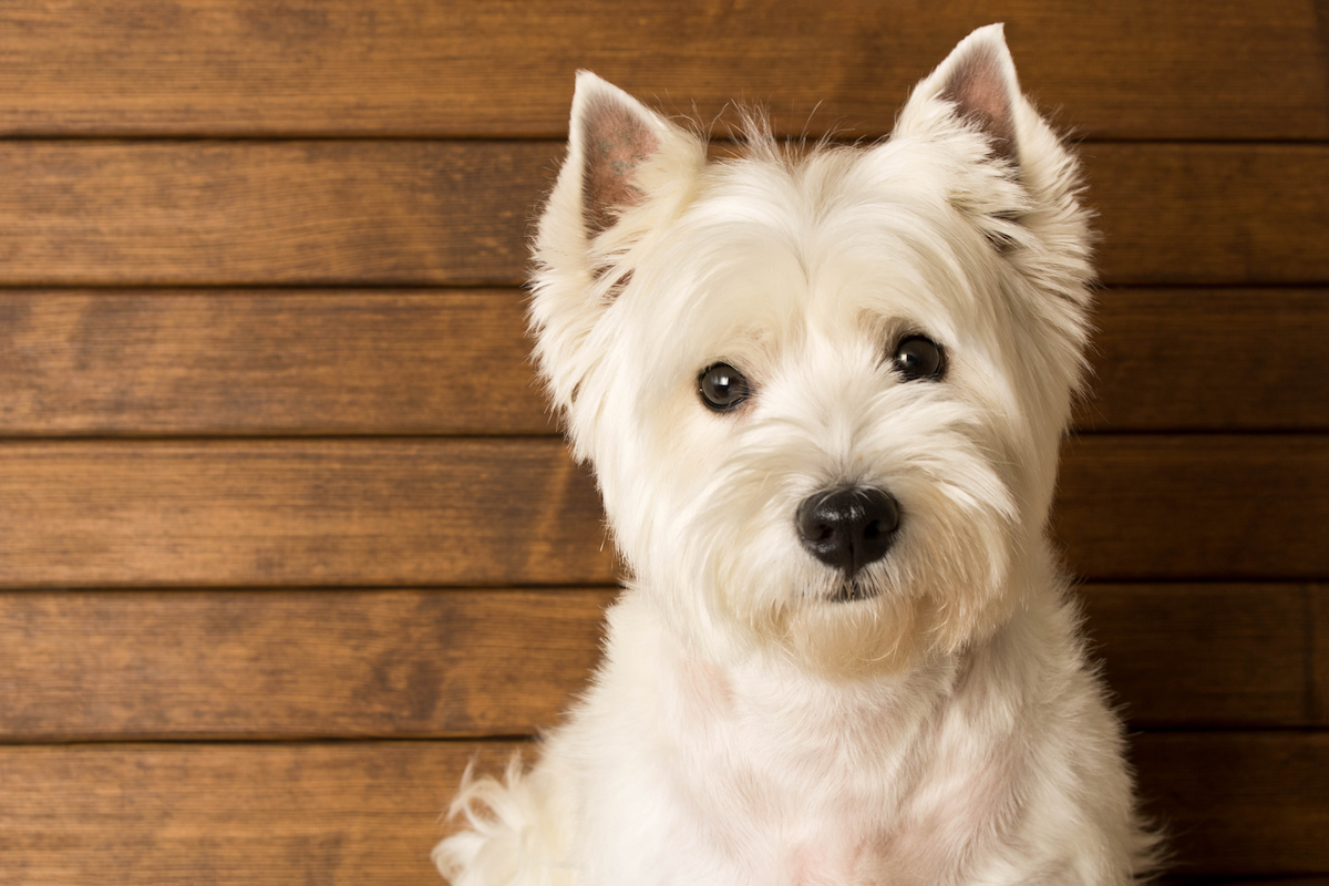 Photo de West highland terrier prise par null