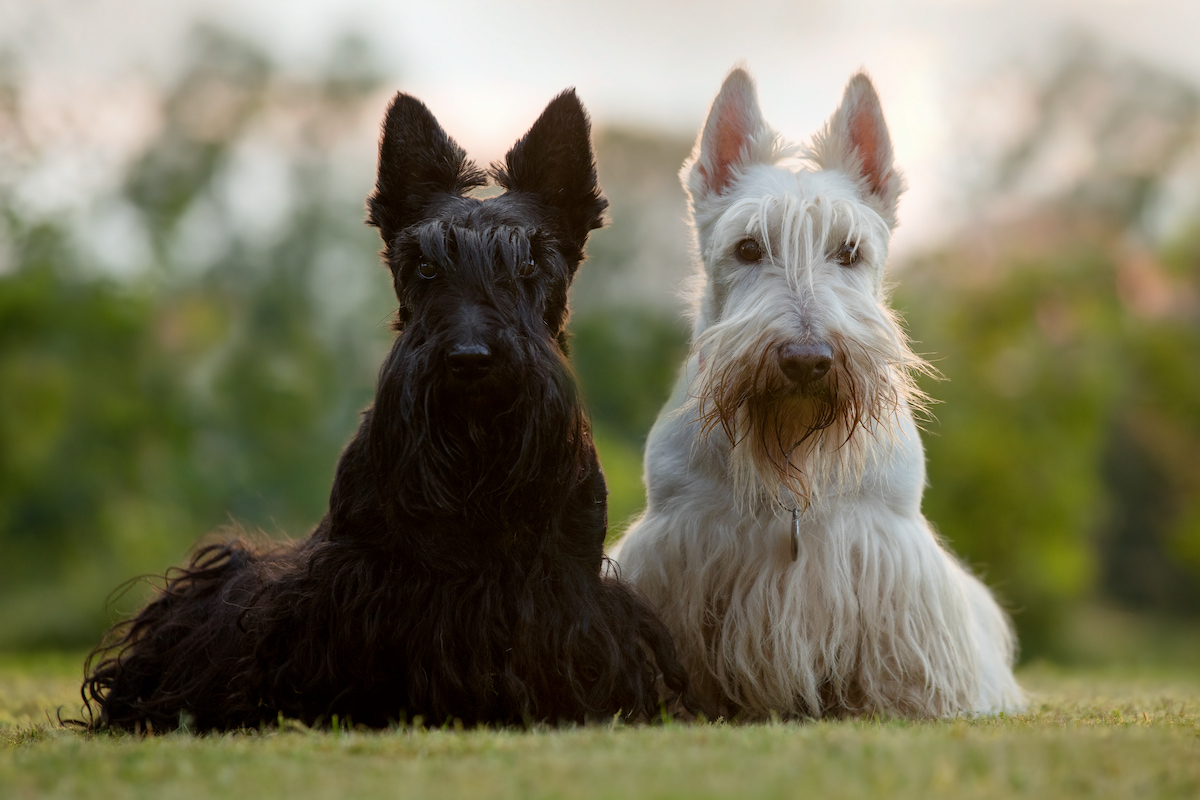 Photo de Scottish terrier