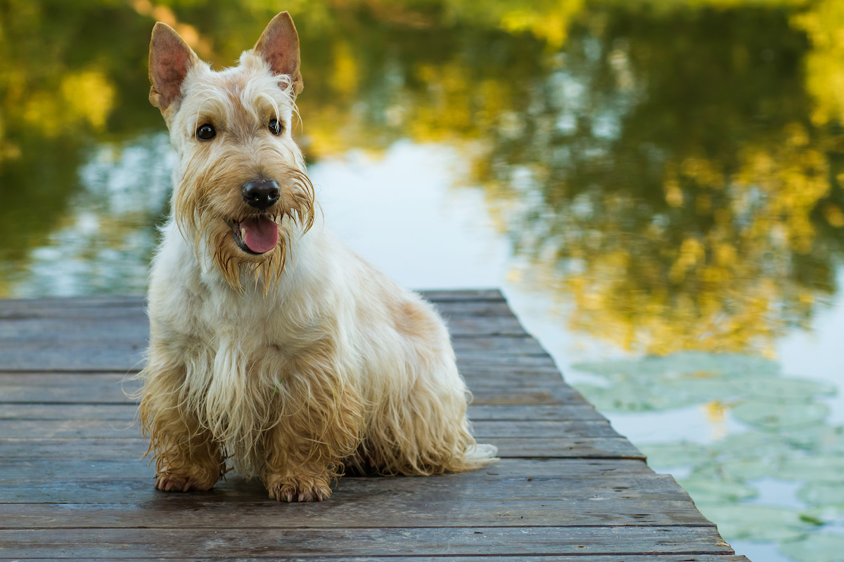 Photo de Scottish terrier prise par null