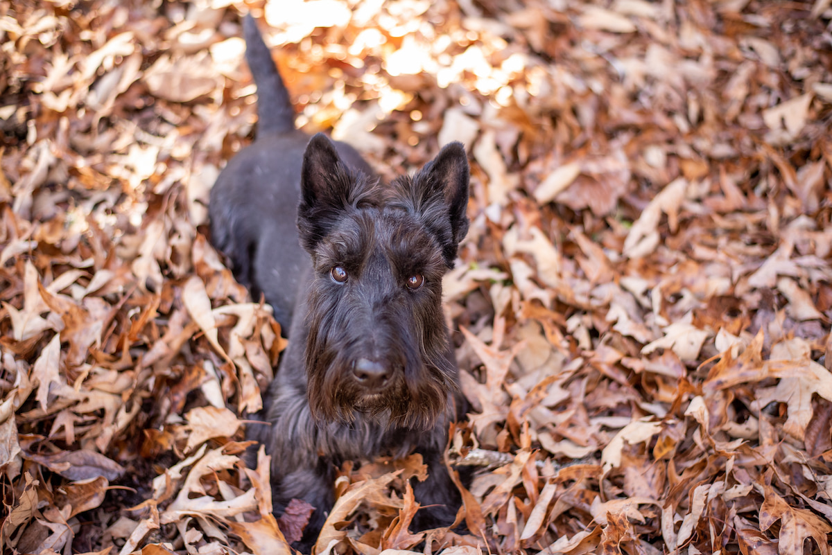 Photo de Scottish terrier prise par null