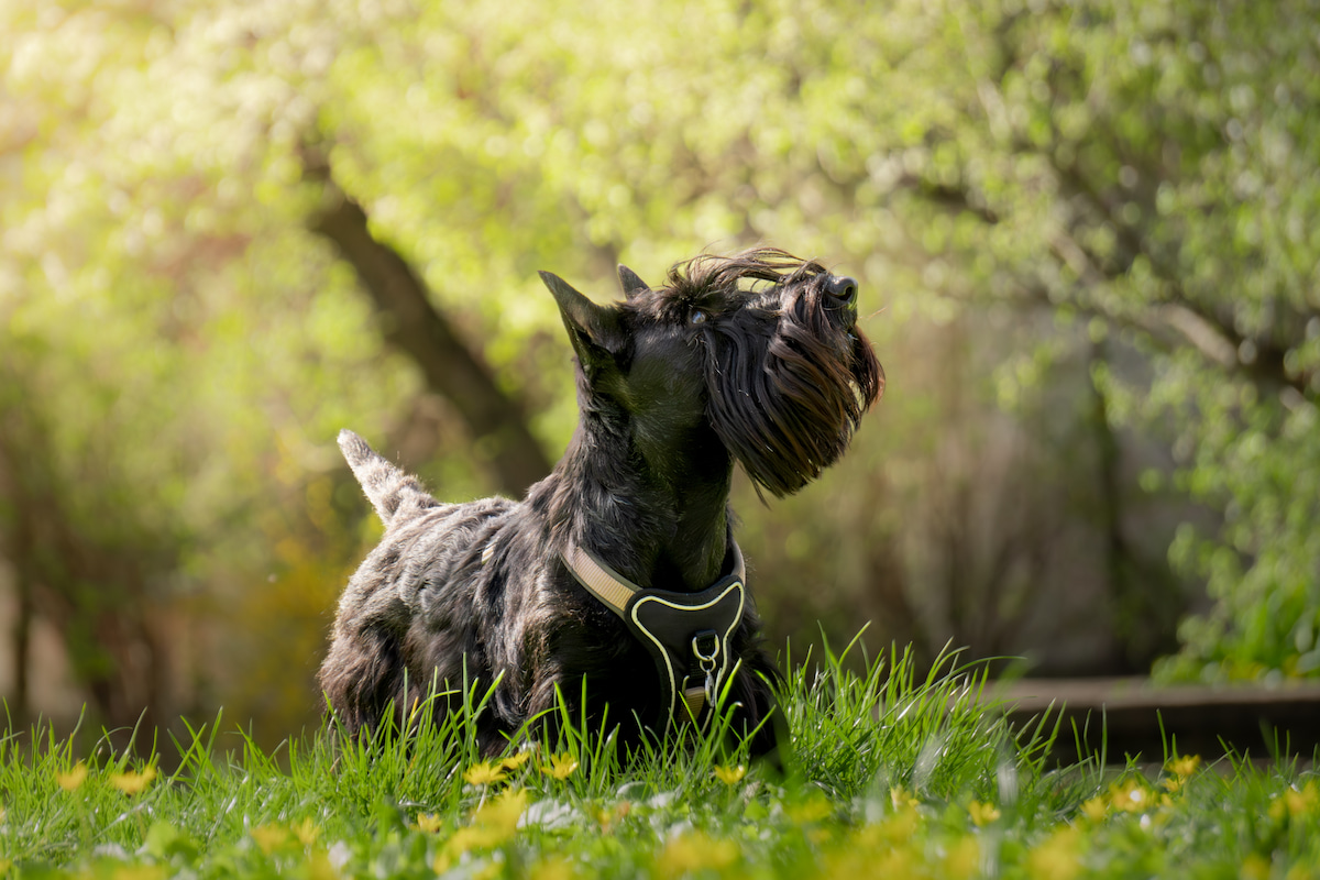 Photo de Scottish terrier prise par null