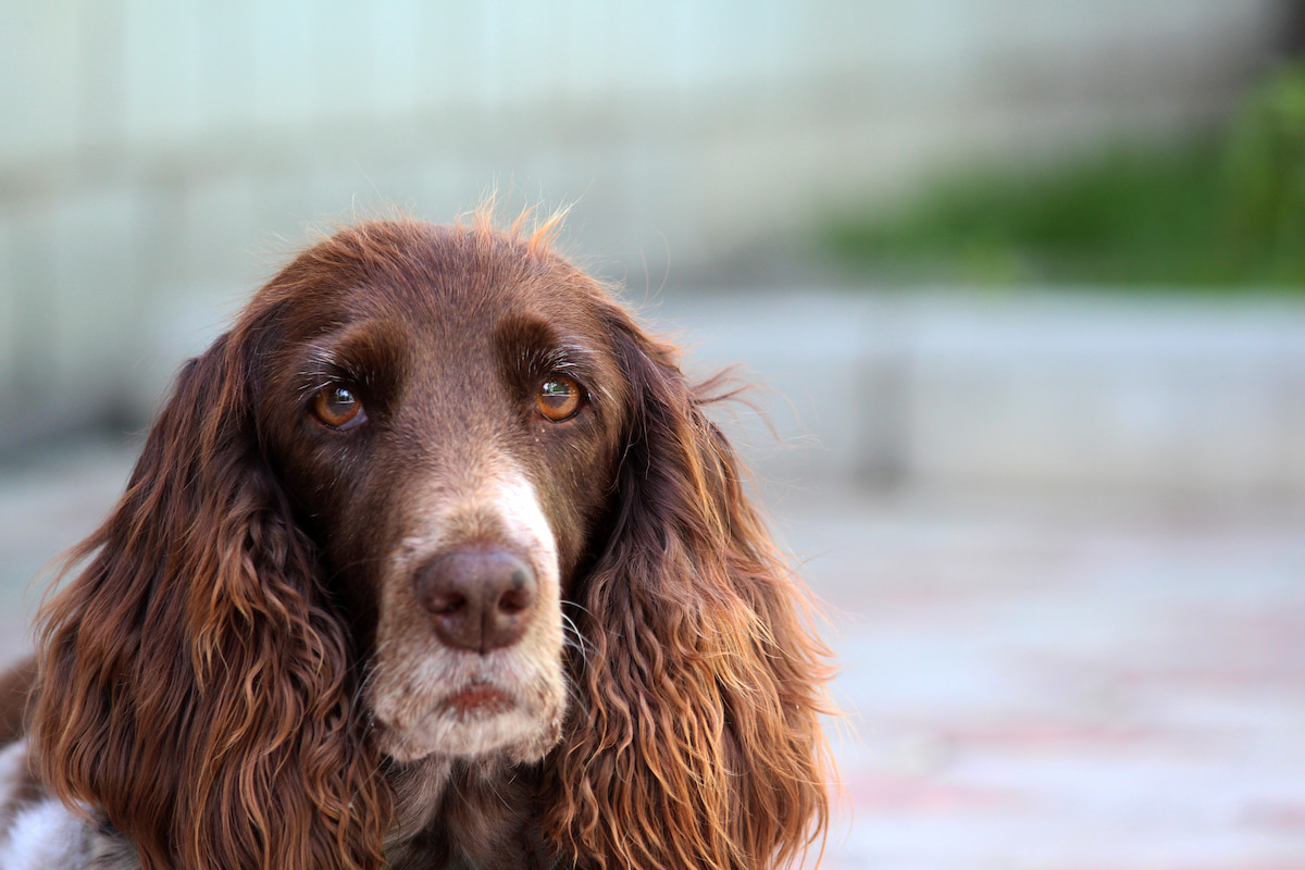 Photo de Épagneul français