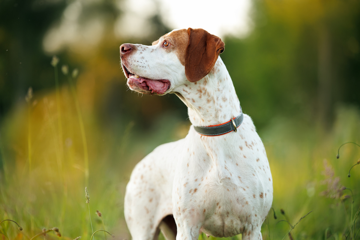 Photo de Pointer anglais