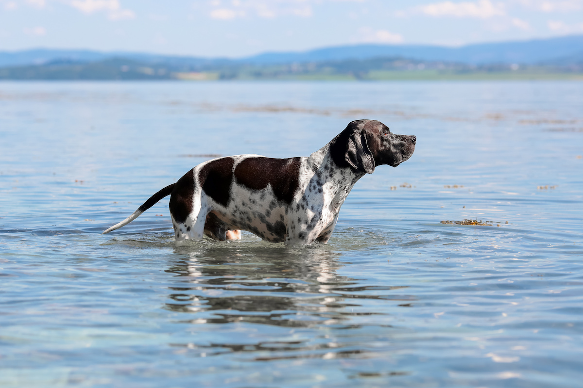 Photo de Pointer anglais prise par null