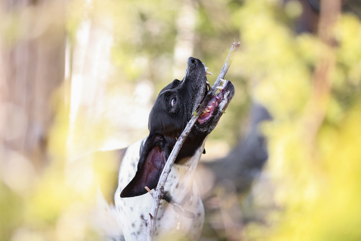 Photo de Pointer anglais prise par null