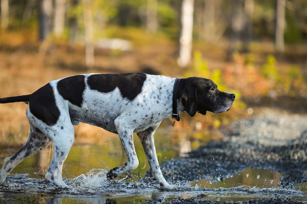 Photo de Pointer anglais prise par null