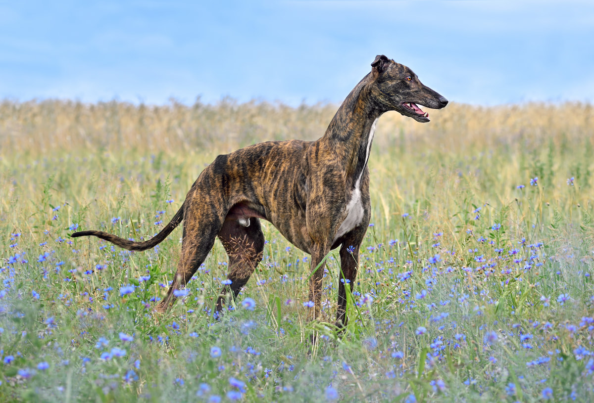 Photo de Greyhound