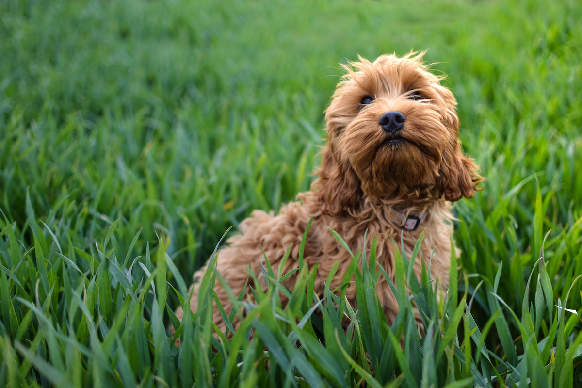 Photo de Cockapoo