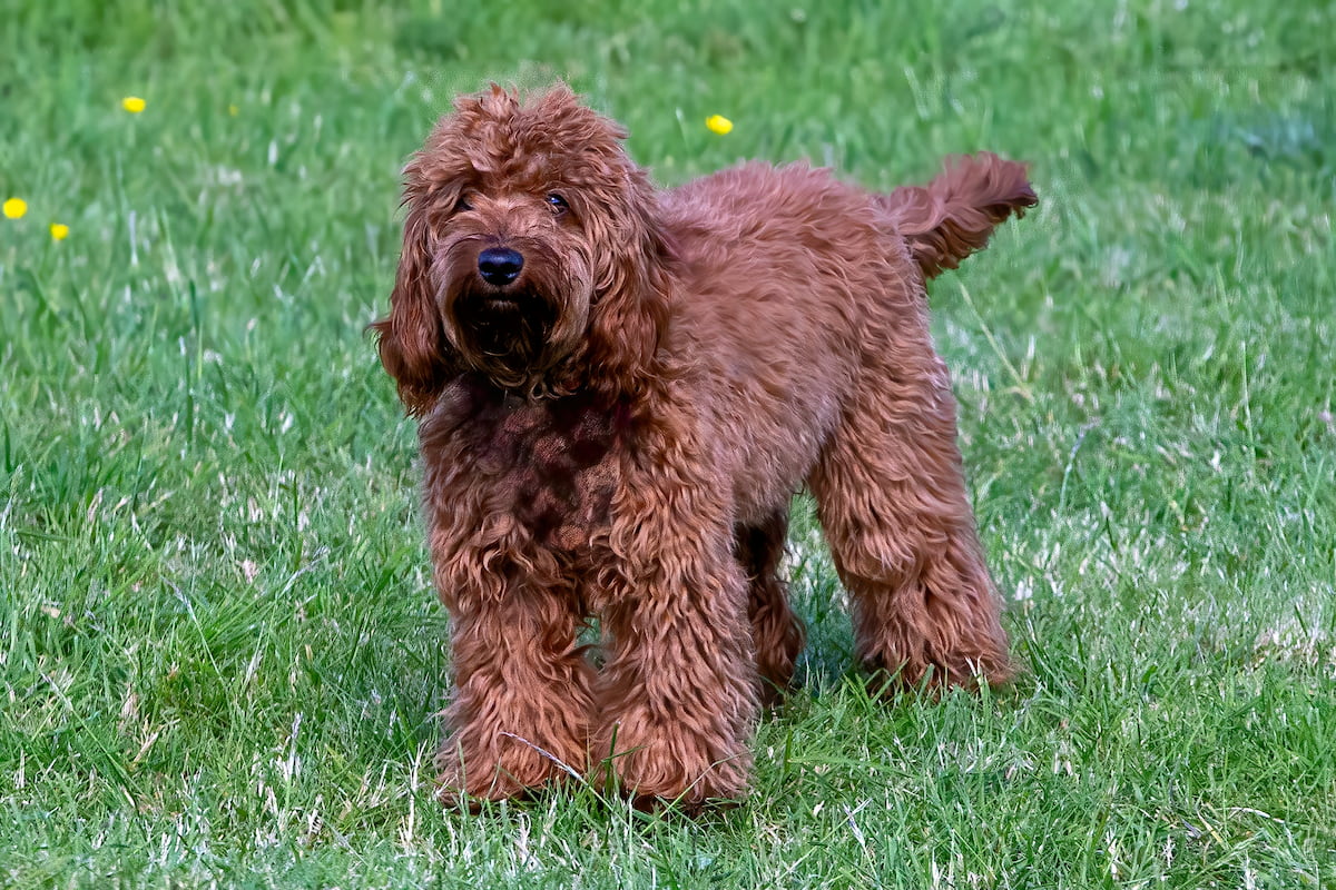 Photo de Cockapoo prise par null